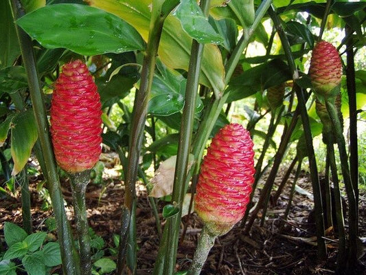 Shampoo Ginger Rhizomes