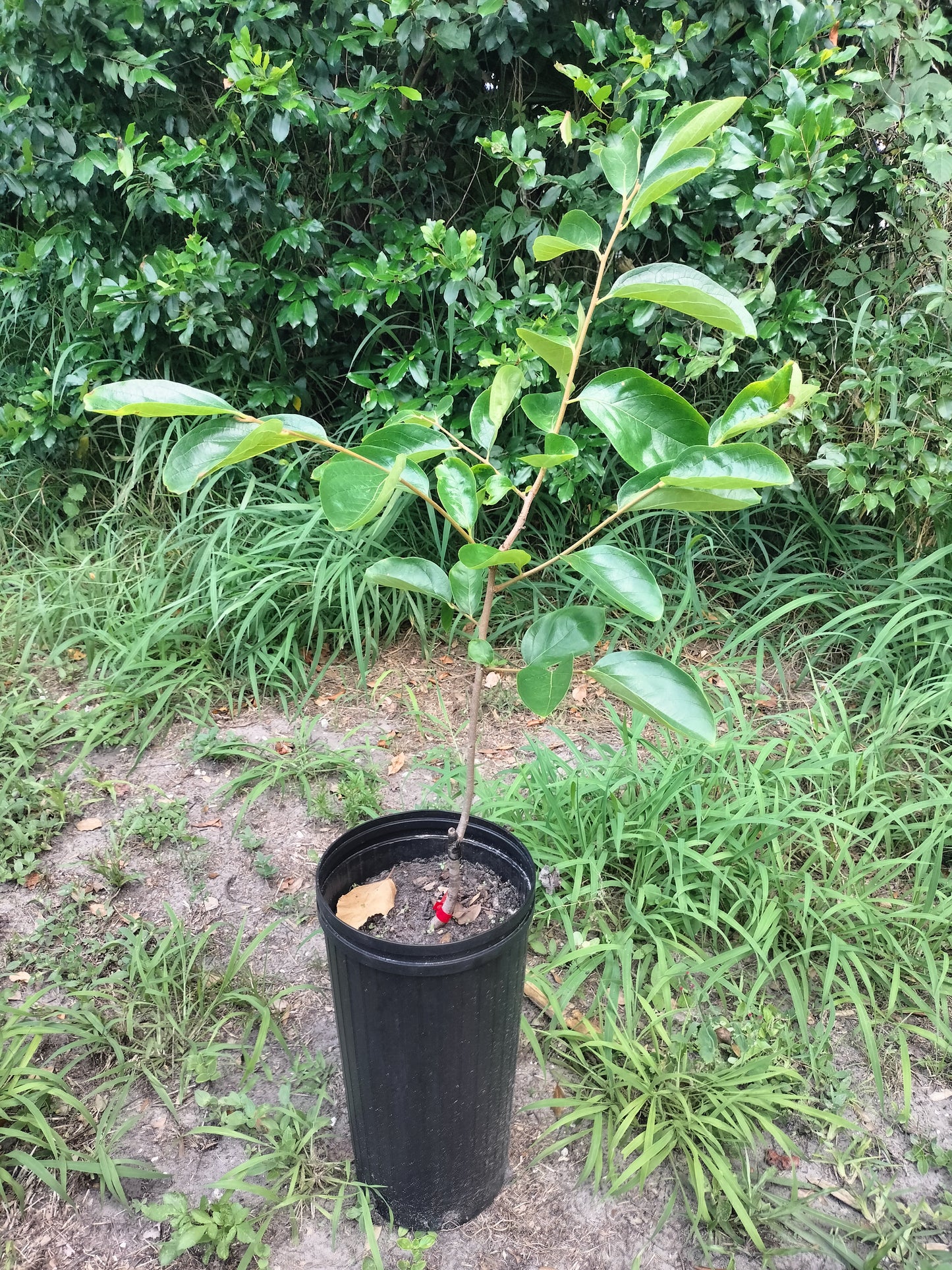 'Saijo' Persimmon