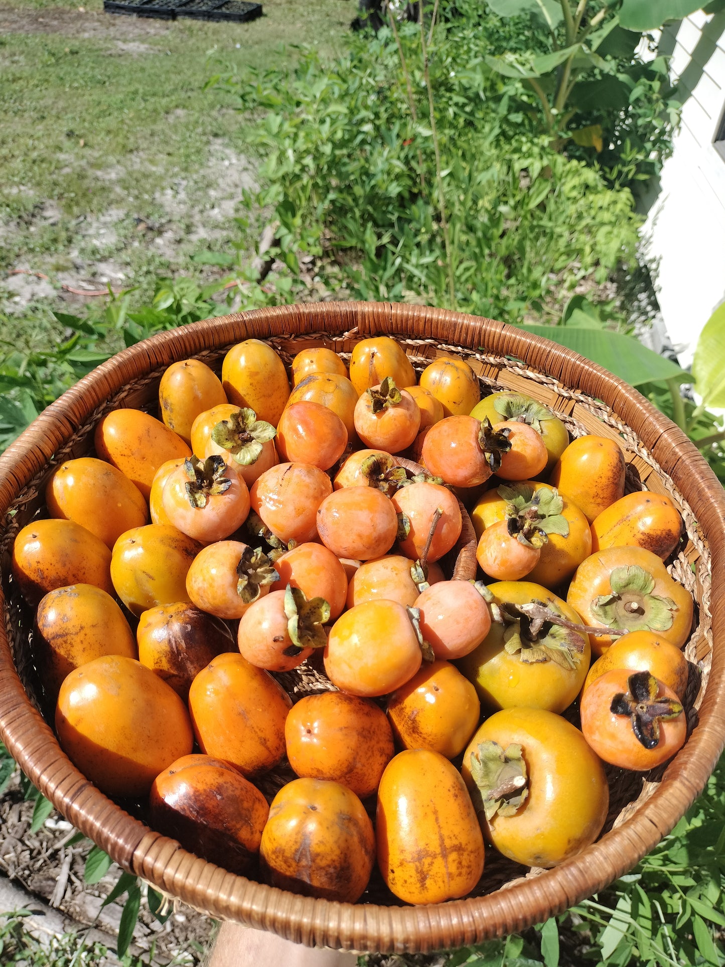 'Saijo' Persimmon