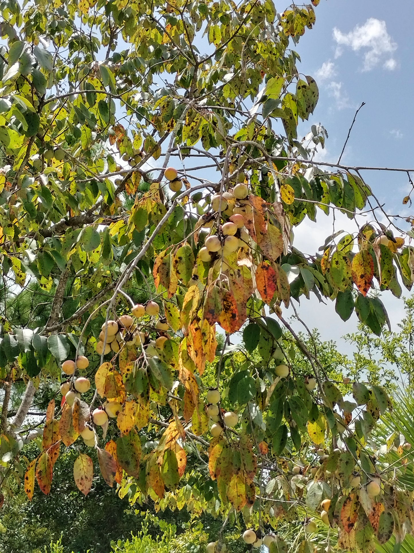 'Pine Meadows' Persimmon