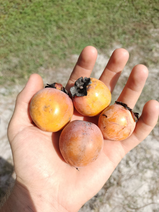 'Pine Meadows' Persimmon