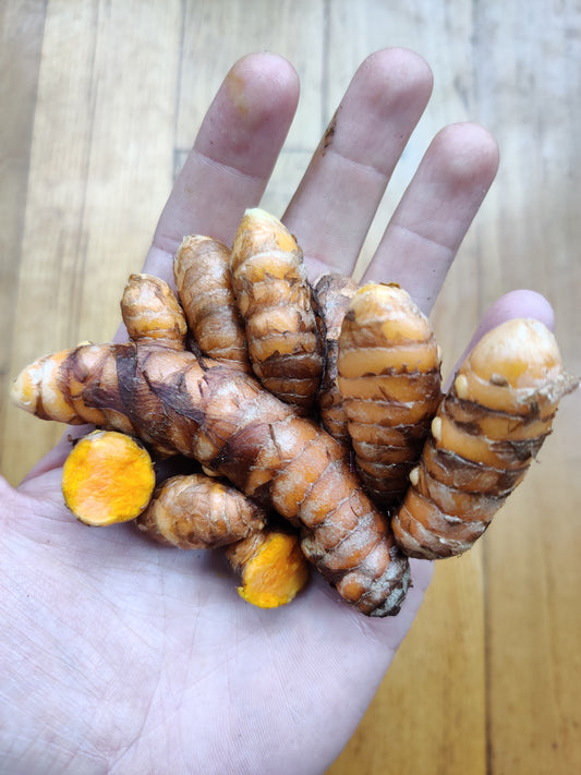 Turmeric